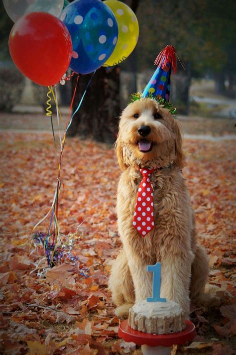 Ross attends lamaze classes with carol and susan. Happy 1st birthday Tucker!!! #goldendoodle #cutestdogever ...