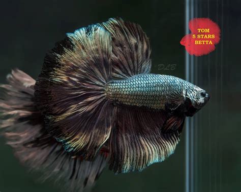 Green Betta Betta Fish Care Guide Petmd Not Finding What Youre