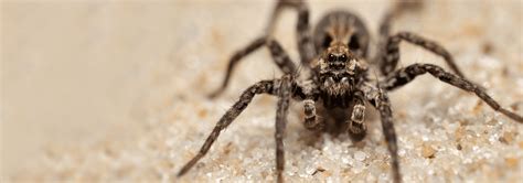Spider Identification In Jacksonville Fl Lindsey Pest Services