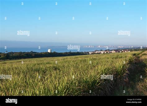 Coastal Landscape View From Mhlanga Ridge Of Sugar Cane Field Indian