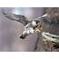 Peregrine Falcon  Urban Raptor Conservancy