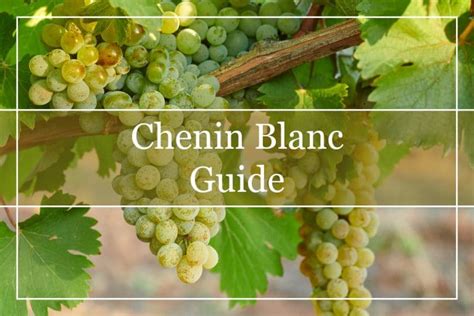 Your Complete Chenin Blanc Wine Guide Winepros