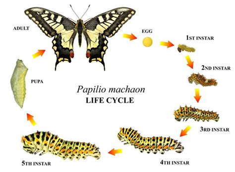Life Cycle Of Giant Swallowtail Butterfly Butterfly Life Cycles My