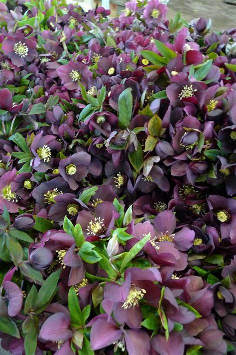 Check spelling or type a new query. 1000+ images about Hellebore on Pinterest | Gardens, Shade ...