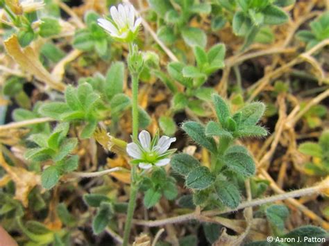 Purdue Turf Tips Weed Of The Month For April 2014 Is Mouse Ear Chickweed