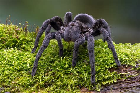 Tarantula Facts For Kids Biggest Spider In The World