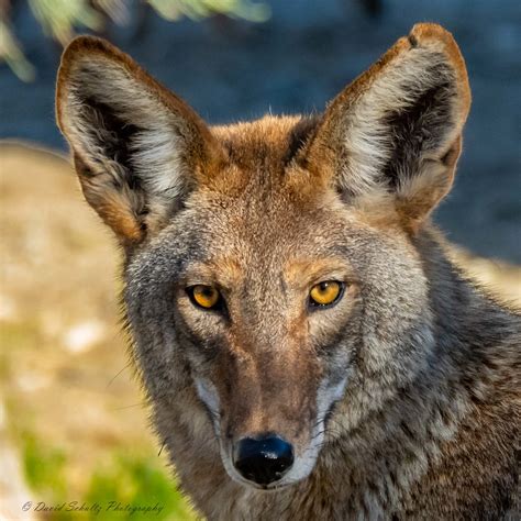 Coyote Canis Latrans David G Schultz Flickr