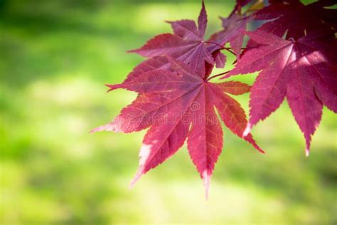 Red Maple Leaves On A Green Background Stock Image Image Of Maple
