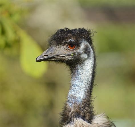 Head Of An Australian Emu Photograph By Marv Vandehey