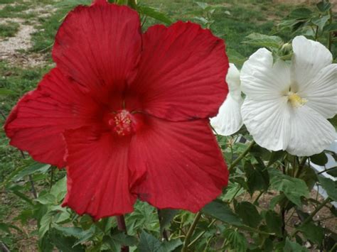 We did not find results for: What Planting Zone Am I In? - Mike's Backyard Nursery