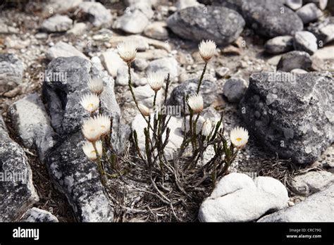 Rock Blooming Hi Res Stock Photography And Images Alamy