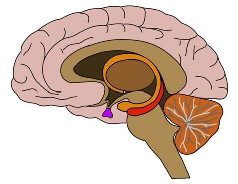 Pituitary Gland Definition — Neuroscientifically Challenged