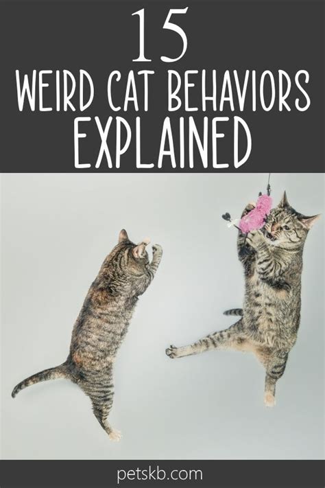 15 Weird Cat Behaviors Explained Cat Behavior Crazy Cats Cat
