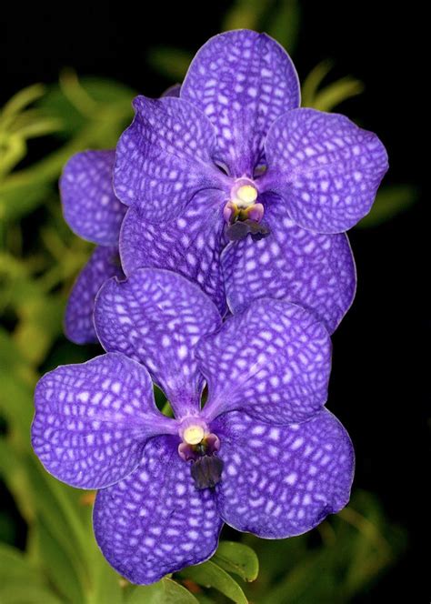 The Orchid Show My Chicago Botanic Garden Vanda Orchids Purple Flowers Garden Unusual Flowers