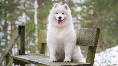 White Samoyed Dog With Tongue Out Is Sitting On Wood Bench In Blur