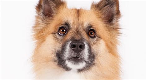 The icelandic sheepdog is iceland's only native dog. Icelandic Sheepdog Dog Breed Information - American Kennel ...