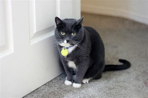 Demikian arti dari peribahasa bagai kucing kehilangan anak. √Ini Dia! 12 Cara Membuat Kucing Pulang ke Rumah Wajib ...