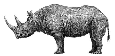 17 Best Images About Rhino On Pinterest Character Design Animals And