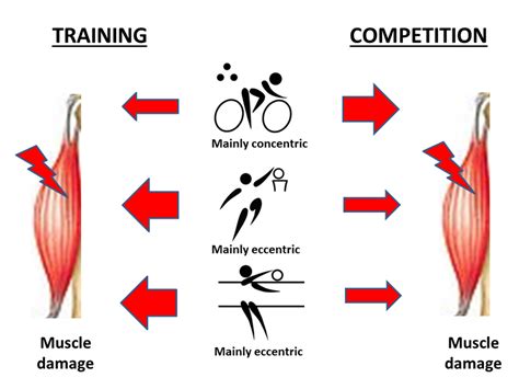 Biology Free Full Text Effects Of Eccentric Vs Concentric Sports