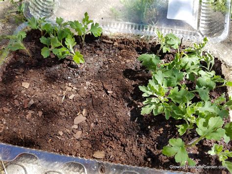 Propagating Mums For Profit Growing The Home Garden