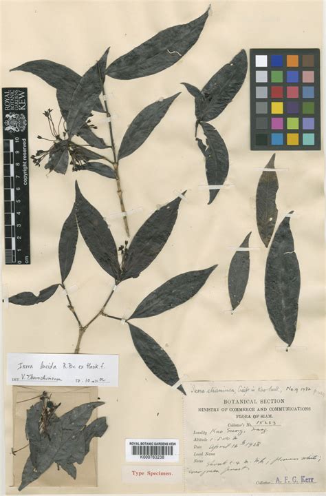 Ixora Lucida Rbr Ex Hookf Plants Of The World Online Kew Science