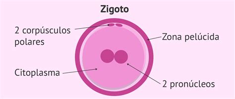 Zigoto Embrião E Feto Modisedu