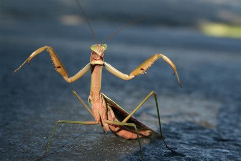 Praying Mantis Latest Pictures Funny And Cute Animals