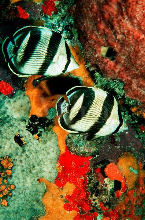 Underwater View Of A Pair Of Butterfly Fish In The Caribbean Sea