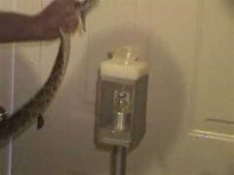 Western Diamondback Rattlesnake Venom Extraction Krz Youtube