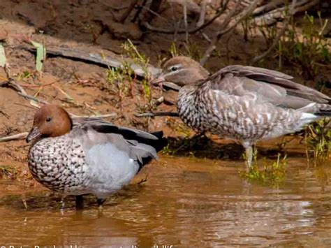 The Murray River Australias Wildlife