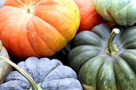 Heirloom Pumpkin Varieties Recommendations And Timing Pumpkin