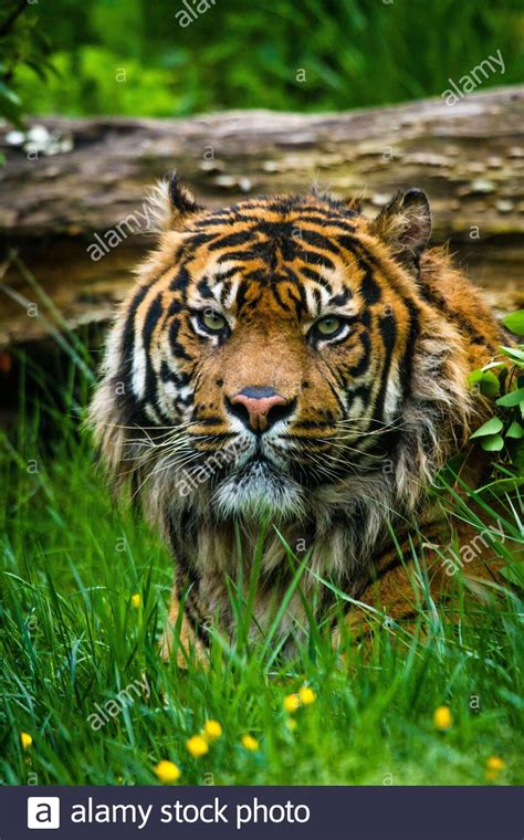Sumatra Tiger Hi Res Stock Photography And Images Alamy