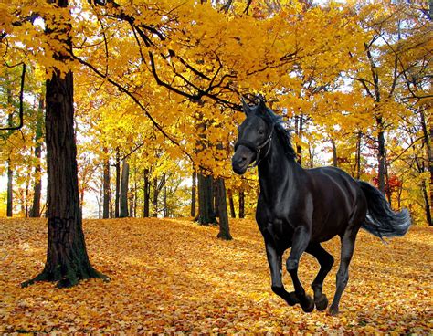 41 Autumn Horse Pictures Wallpapers Wallpapersafari