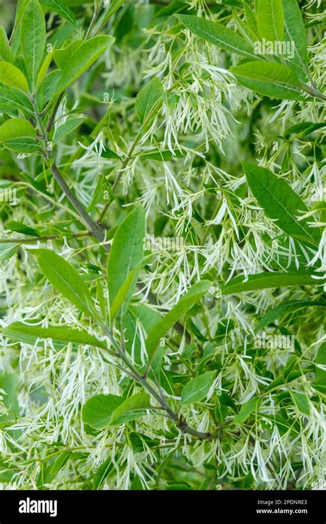 Chionanthus Virginicus Fringe Tree Deciduous Shrub With Creamy White