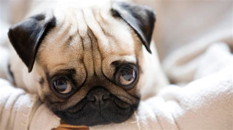 11 Ways Pug Puppies Are The Most Adorable Things Alive Sheknows