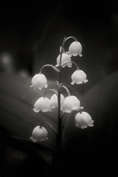 Lily Of The Valley Flowers In Black And White Photograph By Artur Bogacki