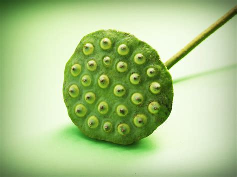 2560x1440 Wallpaper Lotus Seed Flower Leaf Pod Indian Green