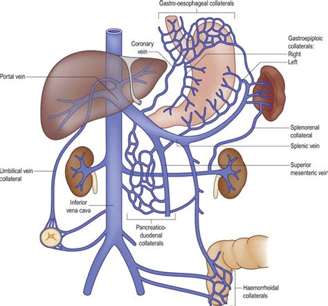 Portal Vein Anatomy Function Embolization Thrombosis Hypertension
