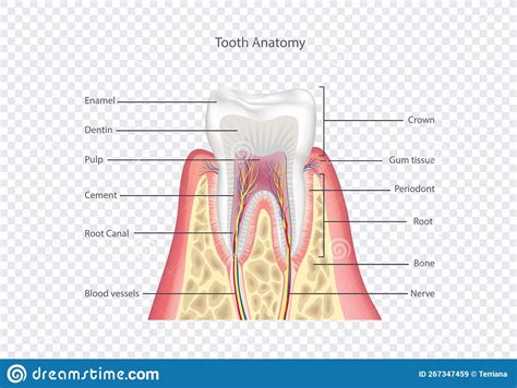 Tooth Anatomy Healthy Teeth Structure Dental Medical Vector