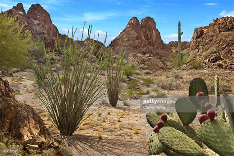 Desert Scene With Cactus And Mountains From Arizona High