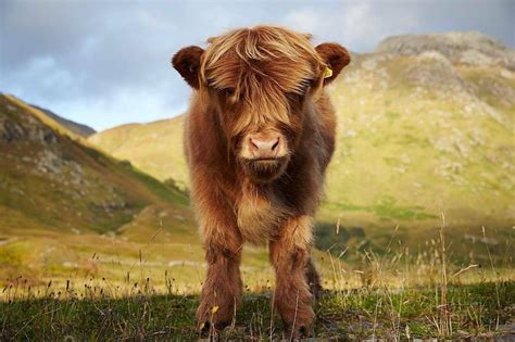 Visitscotland On Instagram Guardian Of His Mountains Photographed