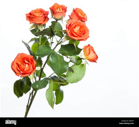 Red Roses Bouquet Stock Photo Alamy