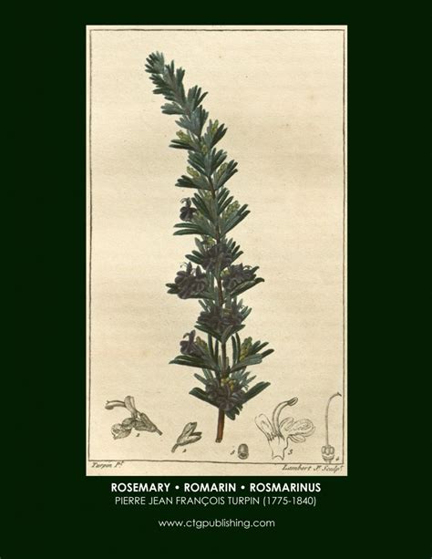 Parsley Sage Rosemary And Thyme Botanical Print By Turpin