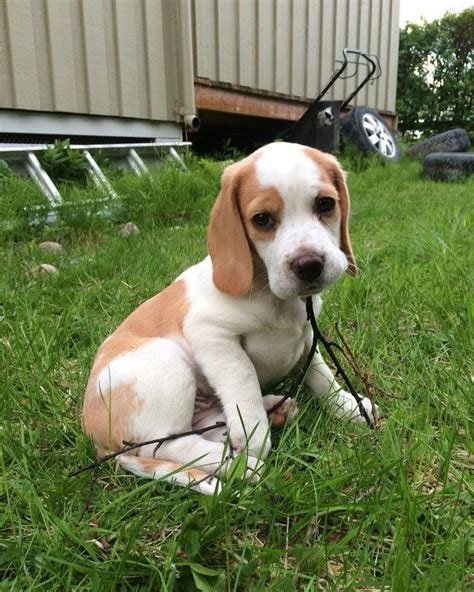 Miniature beagles for adoption are available via charity organizations and volunteers who try to rescue abandoned animals. Friendly Beagle Puppies For adoption - Pets Rehoming ...