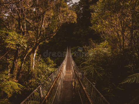 Hanging Bridge In Forest Picture Image 92801558