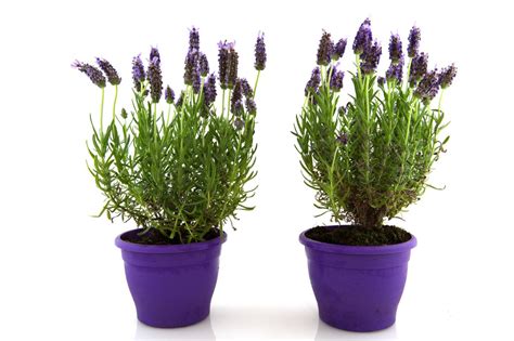 Our faux lavender topiaries bring a fresh garden look to an entry, seating area or covered patio. Lavender Trees | HGTV