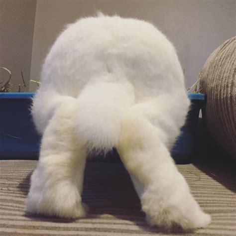 Hoppy Bunny Butt Friday From Elena 🐰 Rabbits