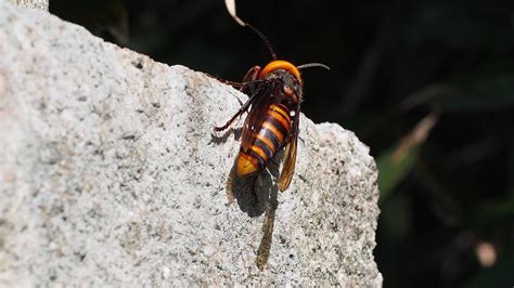 Asian Giant Hornet Invasive Threat To Honeybees Found In Washington
