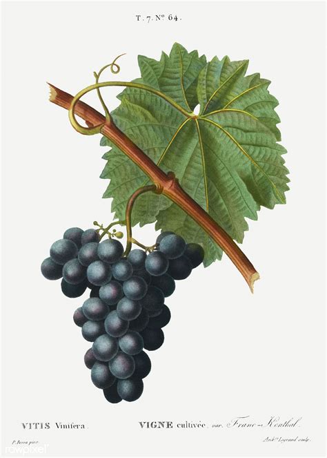 Grape Vine Vitis Vinifera Illustration From Trait Des Arbres