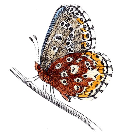 Vintage Clip Art Natural History Butterflies The